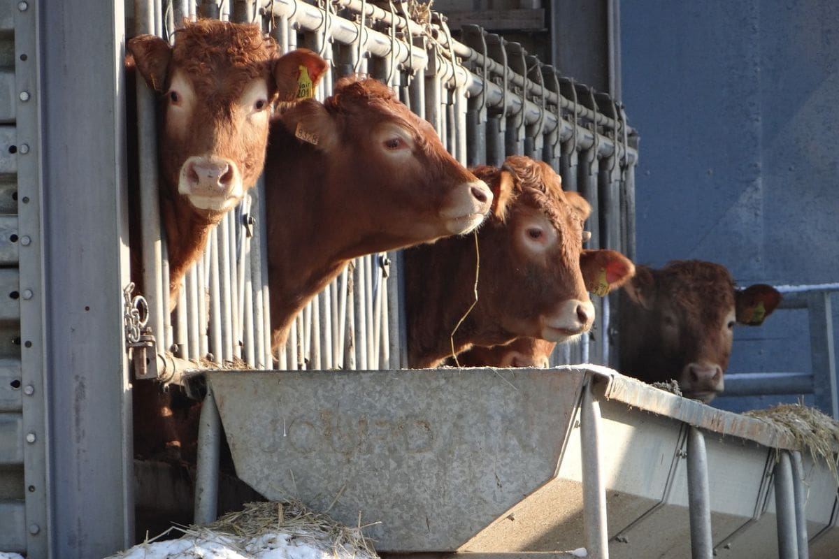Carbon-efficient cow shed